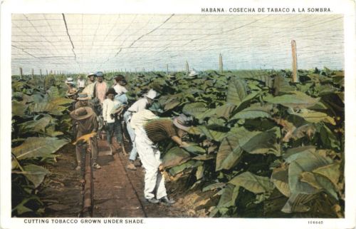 Habana - Cosecha de Tabaco