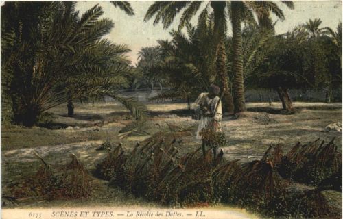 La Recolte des Dattes