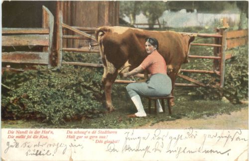 Kuh melken