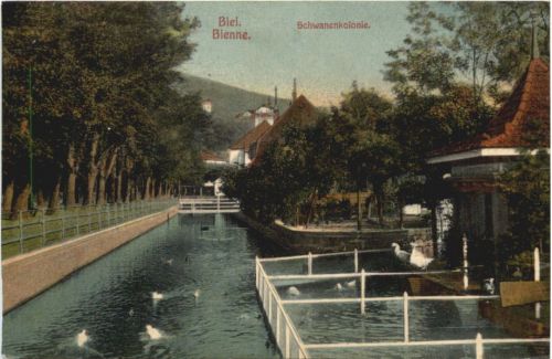 Biel- Schwanenkolonie