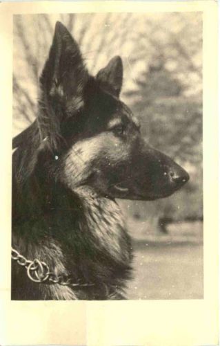 Naumburg über Kassel - Schäferhunde