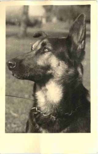 Naumburg über Kassel - Schäferhunde