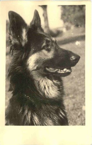 Naumburg über Kassel - Schäferhunde
