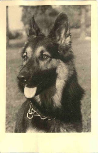 Naumburg über Kassel - Schäferhunde
