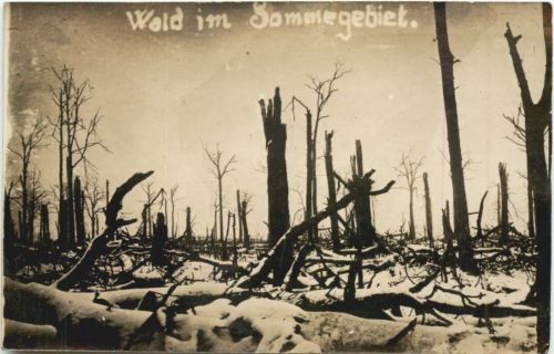 Wald im Sommegebiet