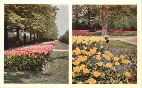 Lisse - Keukenhof