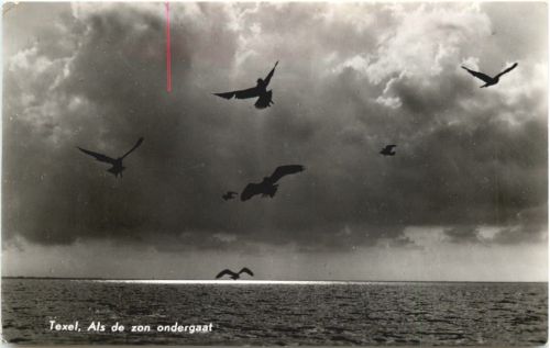 Texel