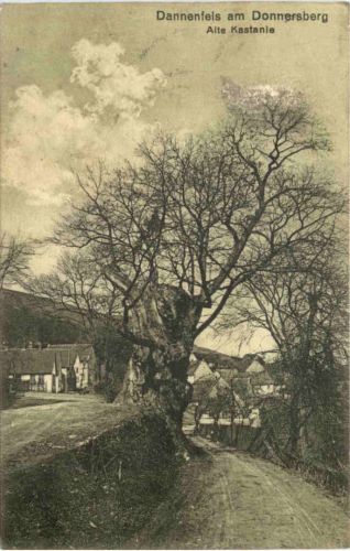 Dannenfels am Donnersberg - Alte Kastanie