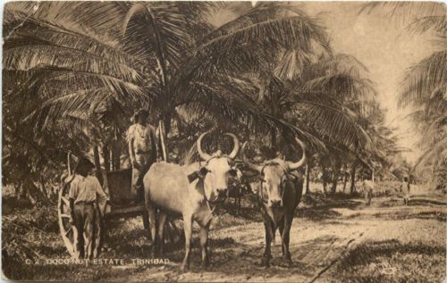 Trinidad - Coconut Estate