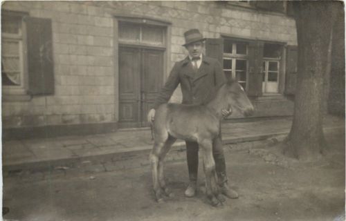 Trarbach - Fohlen
