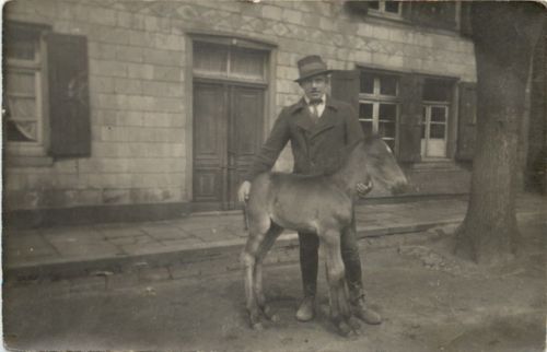 Trarbach - Fohlen