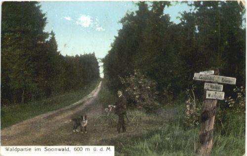 Waldpartie im Soonwald