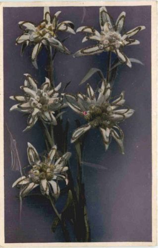 Edelweiss