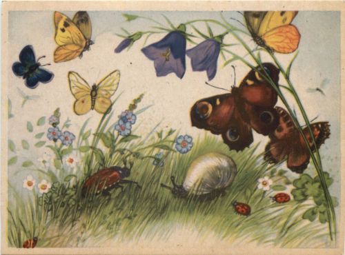 Schnecke - Maikäfer - Schmetterling
