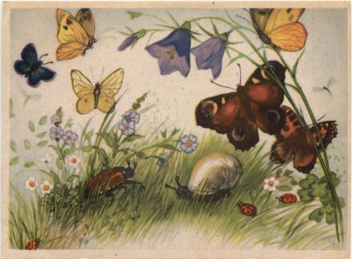 Schnecke - Maikäfer - Schmetterling