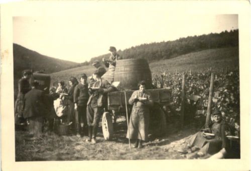 Weinbau - Weinlese