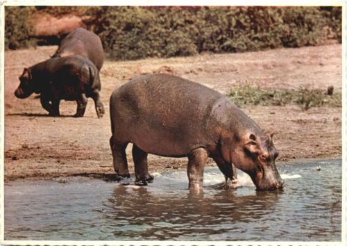 South Africa - Hippo