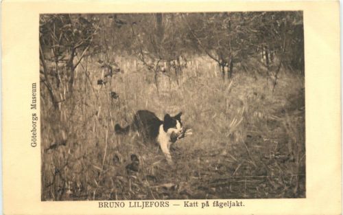 Künstler Ak Bruno Liljefors