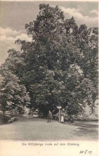 Die 800jährige Linde auf dem Dilsberg