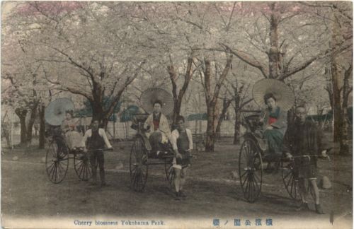 Cherry blossoms Yokohame Park - Japan