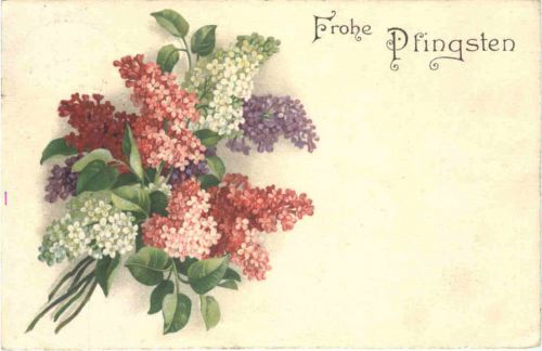 Pfingsten - Flieder