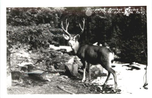 California - Springville - Hirsch