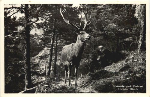 Naturtierpark Goldau - Hirsch