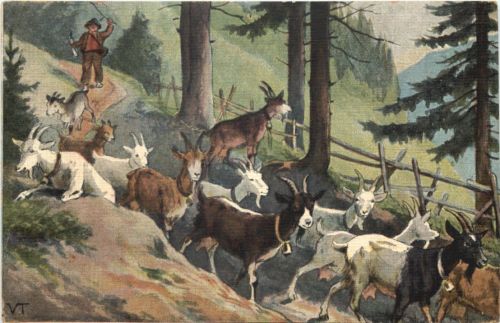 Ziegen