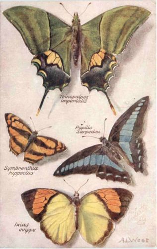 Schmetterling
