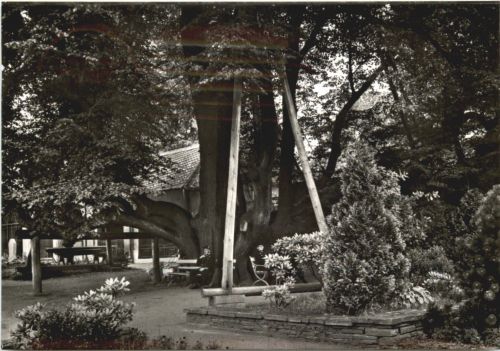 Annaberg - Buchholz - 500 Jahre alte Linde