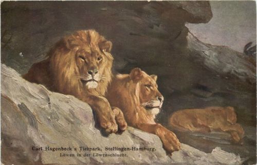 Hamburg - Stellingen - Carl Hagenbecks Tierpark - Löwen