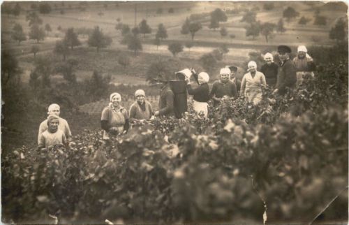 Weinlese