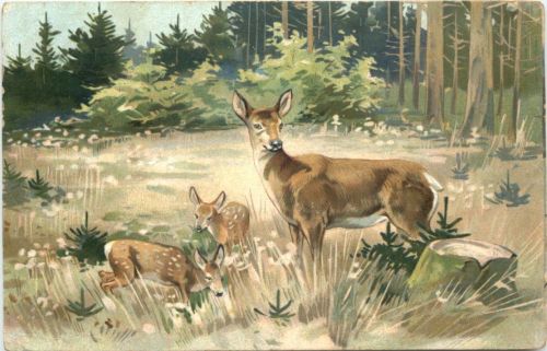 Rehe