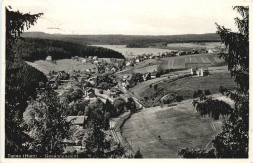 Tanne Harz
