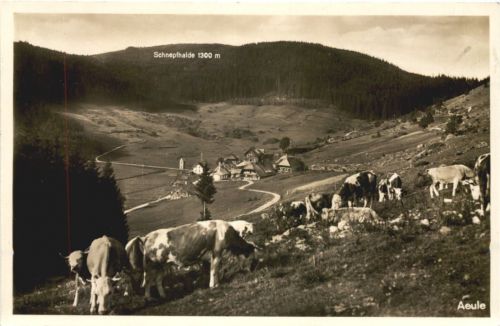 Aeule Schluchsee