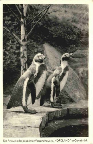 Osnabrück - Pinguine des Versandhauses Nordland