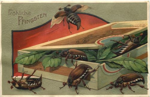 Pfingsten - Maikäfer