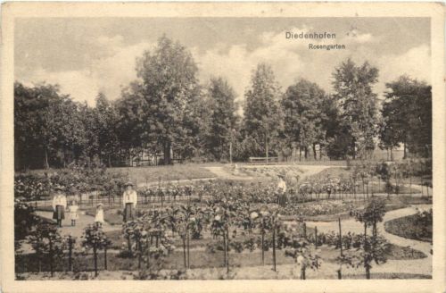 Diedenhofen - Rosengarten