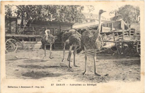 Dakar - Autruches du Senegal