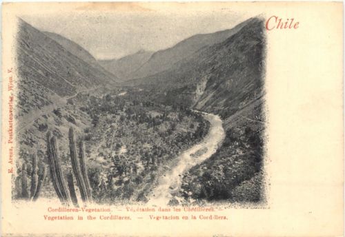 Chile - Cordilleren Vegetation