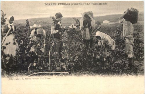 Torres Vedras Portugal - Vindimando
