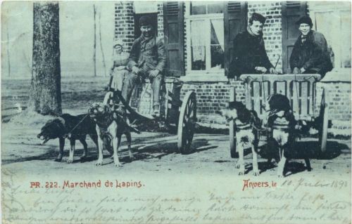 Anvers - Marchand de LApins - Hundekarren