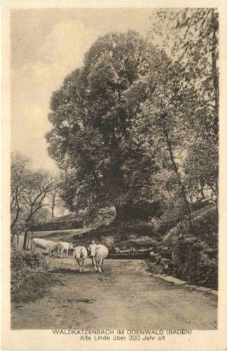 Waldkatzenbach im Odenwald - Alte Linde