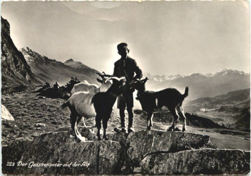Der Geisenpeter auf der Alp - Ziegen