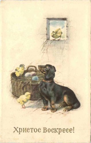 Hund Dackel