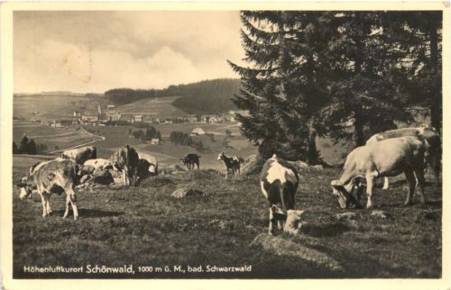 Schönwald - Schwarzwald