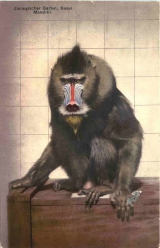 Basel - Zoologischer Garten - Mandrill