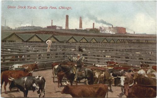 Chicago - Union Stock Yards - Cattle Pens