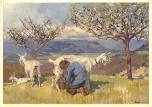 Pro Juventute - Blick ins Rheintal Ziege
