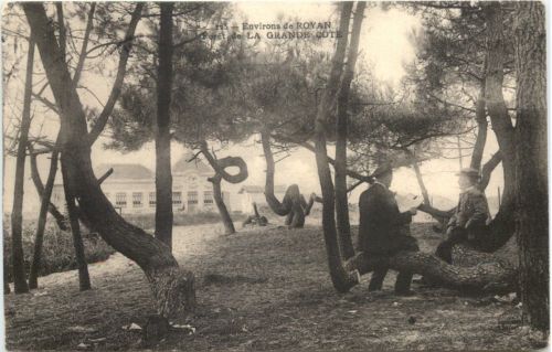 Royan - Foret de La Grande Cote